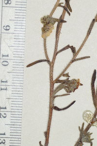 Cryptantha_taltalensis-F1488344 stem1