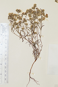 Cryptantha_taltalensis-F1488344 specimen2