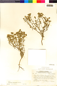 F1488344-Cryptantha_taltalensis-Worth15771 specimen1