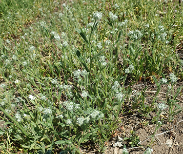 Cryptantha_torreyana_v_t-MGSimpson4761-Boraginac-69 field image