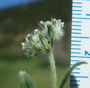 Cryptantha_torreyana_v_t-MGSimpson4761-Boraginac-73 cymule