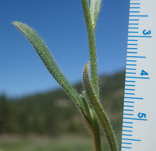 Cryptantha_torreyana_v_t-MGSimpson4761-Boraginac-74 stem