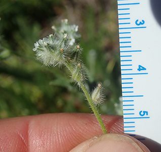 Cryptantha_torreyana_v_t-MGSimpson4761-Boraginac-79 inflorescence