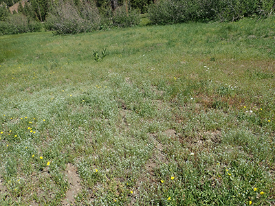 Cryptantha_torreyana_v_t-MGSimpson4761-Boraginac-83 field image