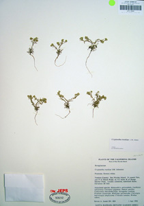 Herbarium Sheet of JEPS93692