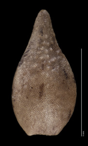 Dorsal Nutlet View of SBBG106072