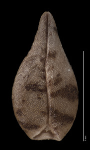 Ventral Nutlet View of SBBG106072