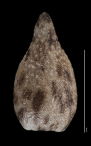 Dorsal Nutlet View of SBBG33798