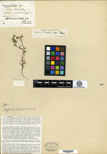 Herbarium Sheet of Holotype: GH00096285