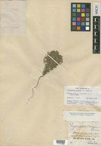 Herbarium Sheet of MICH1111496