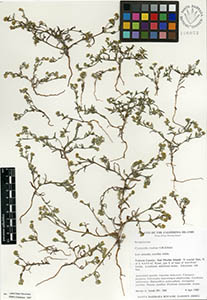 Herbarium Sheet of SBBG106072