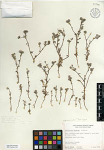 Herbarium Sheet of SBBG33798