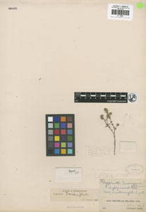 Herbarium Sheet of Paratype UC79384