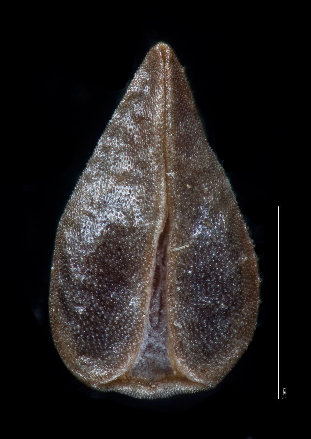 C_utahensis-GH00097689 nutlet ventral