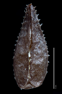 C_utahensis-MGS2376-SDSU17286 nutlet ventral view