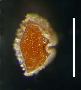 C_utahensis-SD100153 nutlet cross-section2