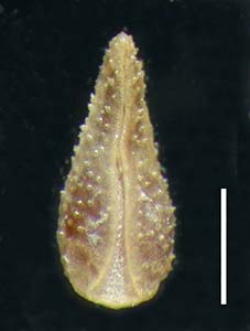 C_utahensis-SD100153 nutlet ventral