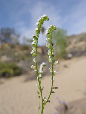 C_utahensis-SDSU18688 field image2