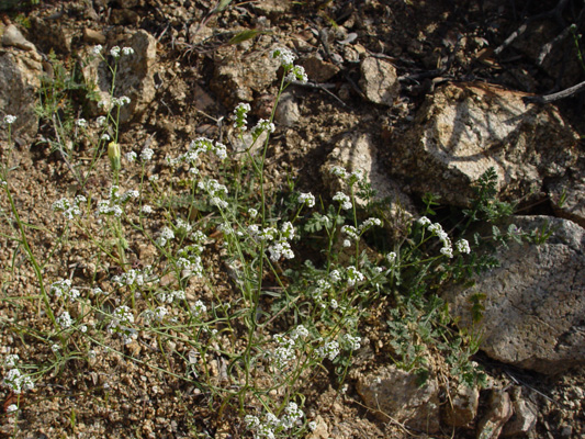 C_utahensis-SDSU18688 field image3