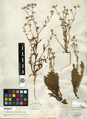 GH00449027 specimen