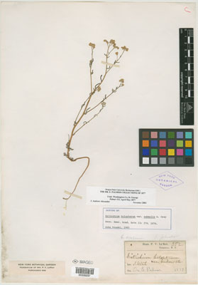 NY00335237 specimen