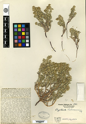 GH00096668 type specimen