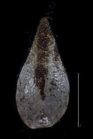 Cryptantha wigginsii GH00096301 nutlet1 dorsal view