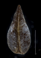 Cryptantha wigginsii GH00096301 nutlet1 ventral view