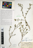 Cryptantha wigginsii GH00096301 specimen