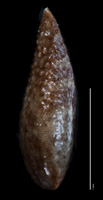 Cryptantha wigginsii POM368370 nutlet lateral view