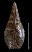 Cryptantha wigginsii POM368370 nutlet ventral view