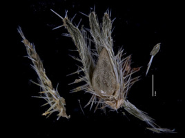 Cryptantha wigginsii isotype RSA0008263 fruit