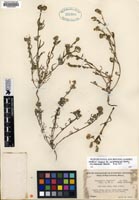 Cryptantha wigginsii isotype RSA0008263