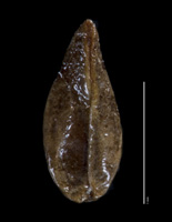 Cryptantha wigginsii RSA353854 nutlet ventral view