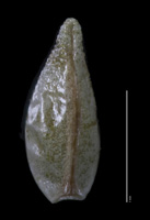 Cryptantha wigginsii SDSU19749 nutlet ventral view