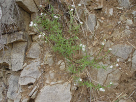 Cryptantha wigginsii SDSU20033 whole plant