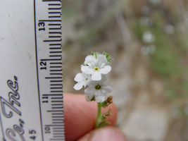 Cryptantha wigginsii SDSU20033 inflorescence