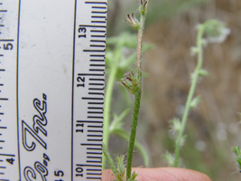 Cryptantha wigginsii SDSU20033 fruits