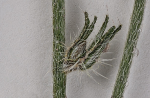 Cryptantha wigginsii SDSU20062 fruit