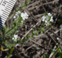 Cryptantha wigginsii SDSU20062 inflorescence