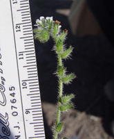 Cryptantha wigginsii SDSU20062 inflorescence unit