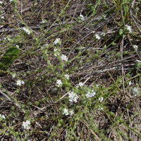 Cryptantha wigginsii SDSU20063 field image