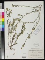 Cryptantha wigginsii isotype US00118523