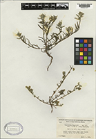 Cryptantha wigginsii isotype RM0001577