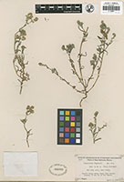 Cryptantha wigginsii isotype UC660805