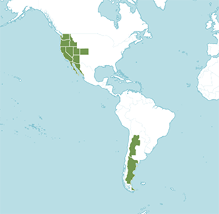 Map of distribution of Greeneocharis in North and South America, from POWO 2019