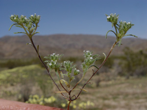 Whole plant of Greeneocharis circumscissa var. circumscissa (SDSU18697)