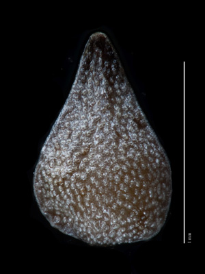 Nutlet, dorsal view, of Greeneocharis circumscissa var. circumscissa (SDSU20167)