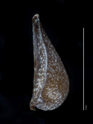 Nutlet, lateral view, of Greeneocharis circumscissa var. circumscissa (SDSU20167)