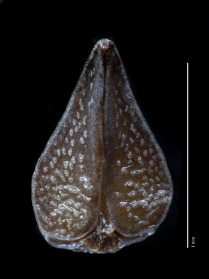 Nutlet, ventral view, of Greeneocharis circumscissa var. circumscissa (SDSU20167)